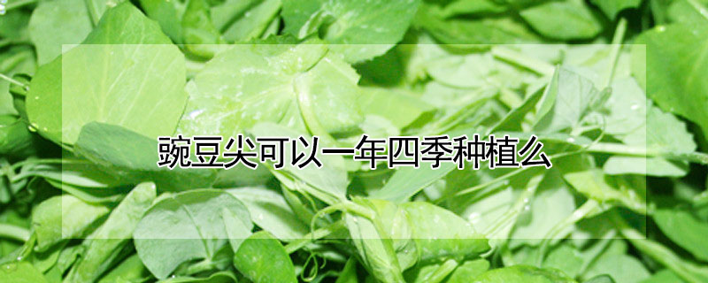 豌豆尖可以一年四季種植麼