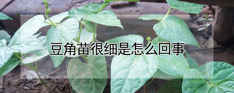 豆角苗很細是怎麼回事