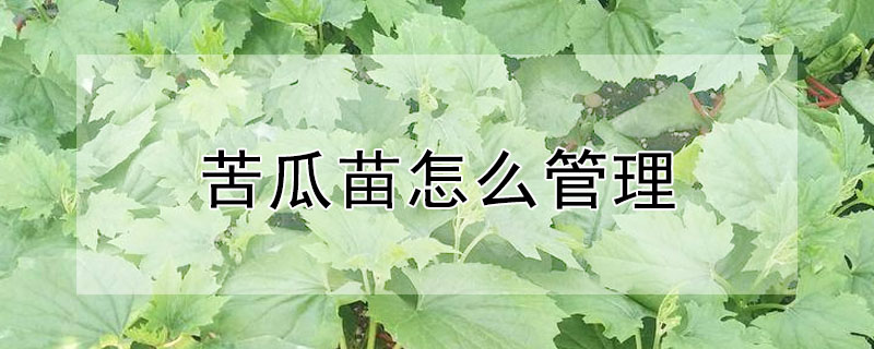 苦瓜苗怎麼管理