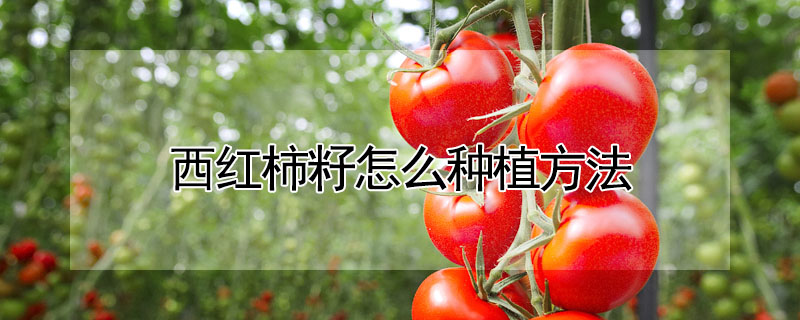 西紅柿籽怎麼種植方法