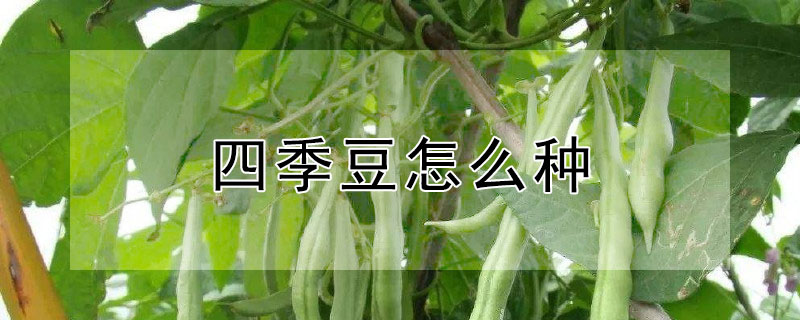 四季豆怎麼種