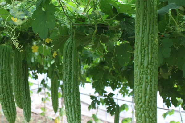 苦瓜種子怎麼催芽育苗