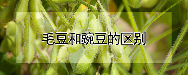 毛豆和豌豆的區別