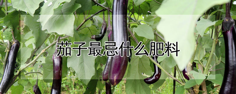 茄子最忌什麼肥料