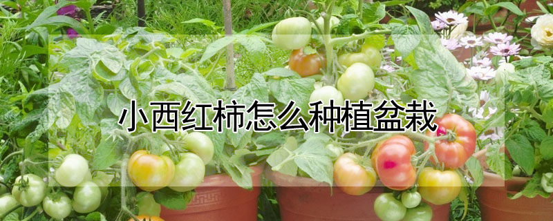 小西紅柿怎麼種植盆栽