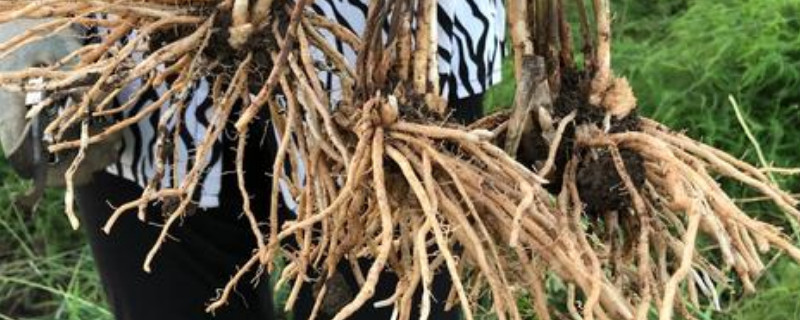 蘆筍根的種植方法和時間