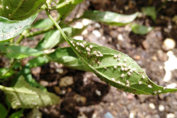 盆栽辣椒有白蟲怎麼辦
