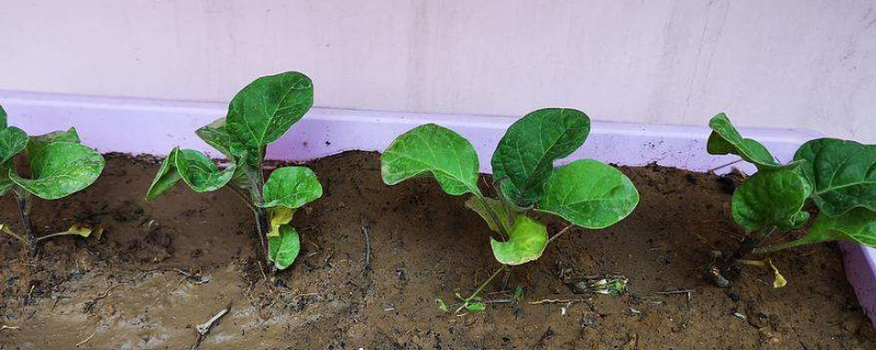 盆栽茄子怎麼種植方法