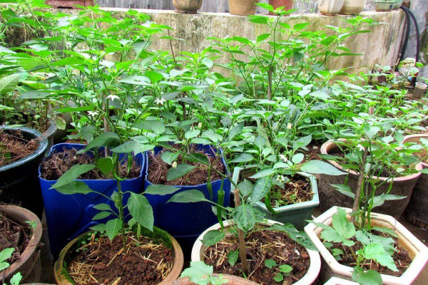 盆栽茄子怎麼種植方法