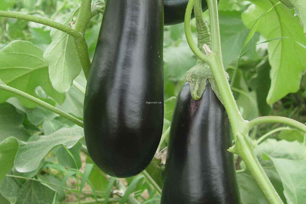 茄子發澀是什麼原因
