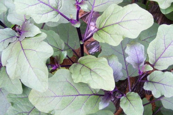 茄子苗葉子卷萎縮怎麼辦