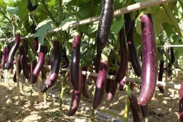 茄子葉片不平坦是什麼原因
