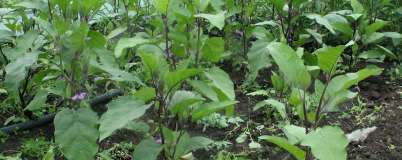 茄子葉片發卷是什麼原因