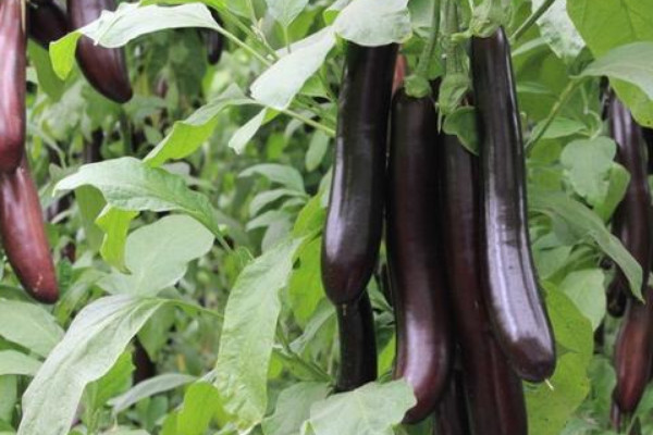 茄子葉片發卷是什麼原因
