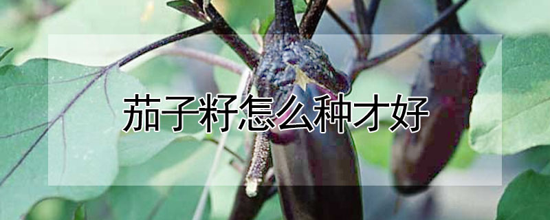茄子籽怎麼種才好