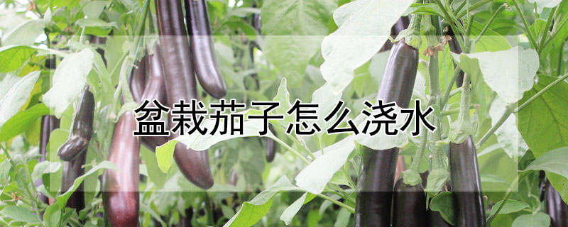 盆栽茄子怎麼澆水