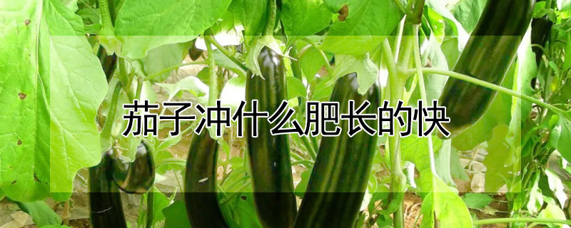茄子衝什麼肥長的快