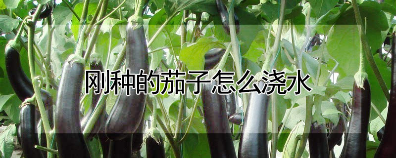 剛種的茄子怎麼澆水