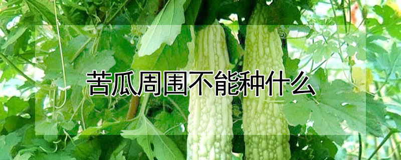 苦瓜周圍不能種什麼
