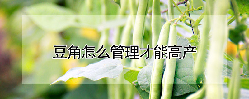 豆角怎麼管理才能高產