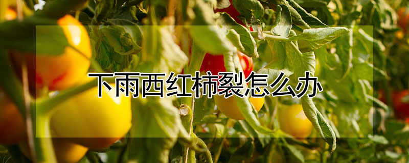 下雨西紅柿裂怎麼辦