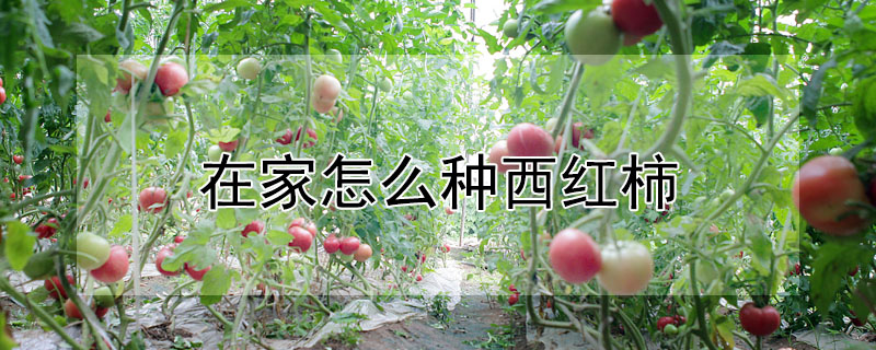 在家怎麼種西紅柿