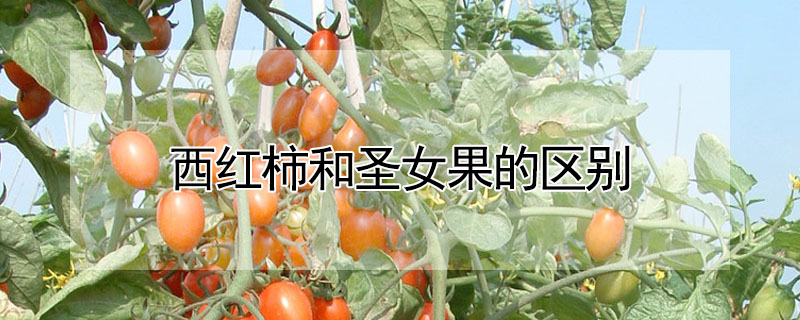 西紅柿和聖女果的區別