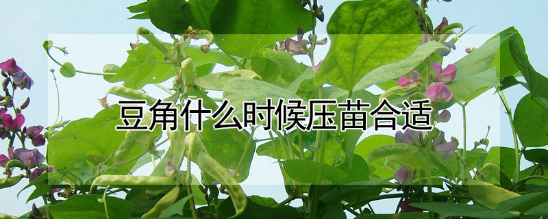 豆角什麼時候壓苗合適