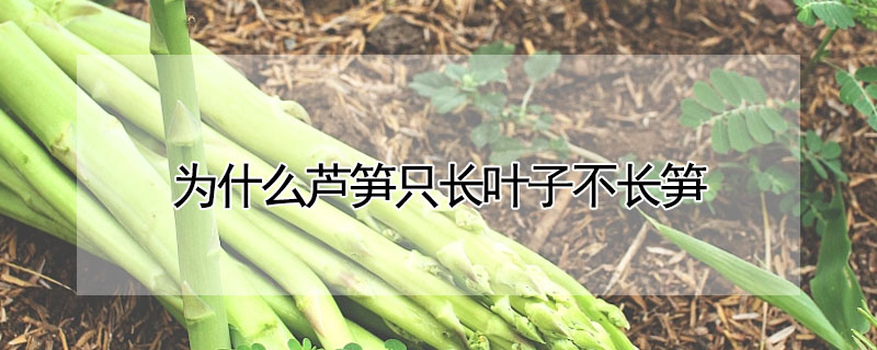 為什麼蘆筍隻長葉子不長筍