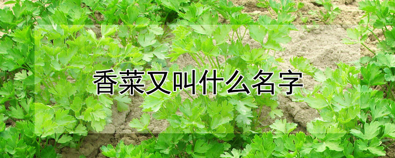 香菜又叫什麼名字