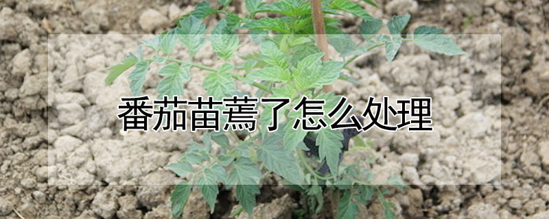 番茄苗蔫了怎麼處理