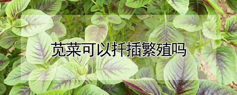 莧菜可以扡插繁殖嗎