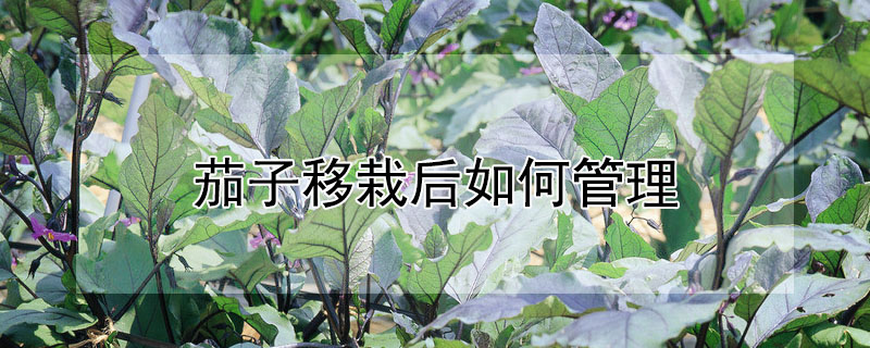 茄子移栽後如何管理