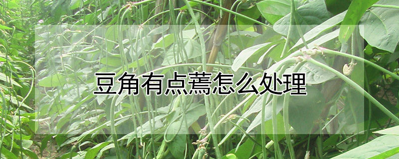 豆角有點蔫怎麼處理