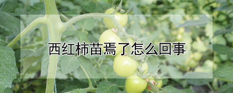 西紅柿苗焉了怎麼回事