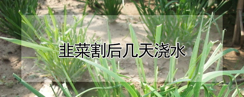 韭菜割後幾天澆水
