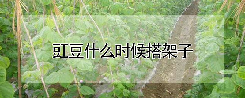 豇豆什麼時候搭架子