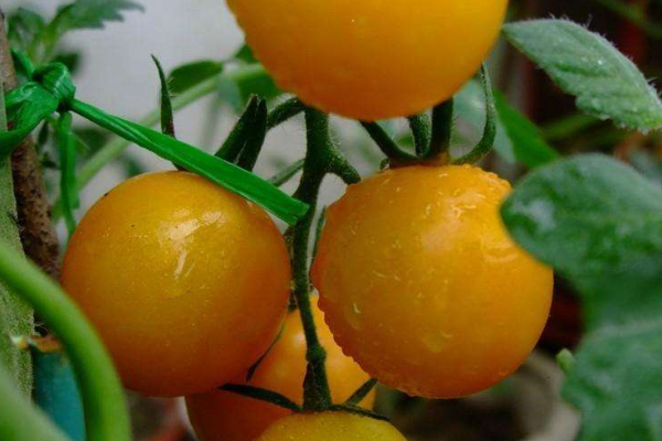 西紅柿種子怎麼種植方法