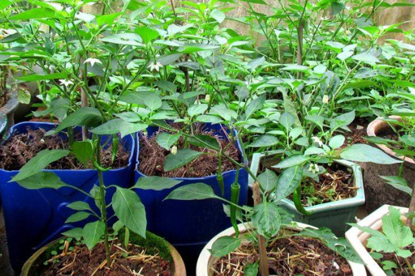 陽台茄子的種植方法
