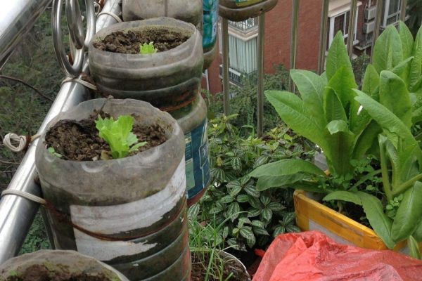 陽台種的菜怎樣施肥