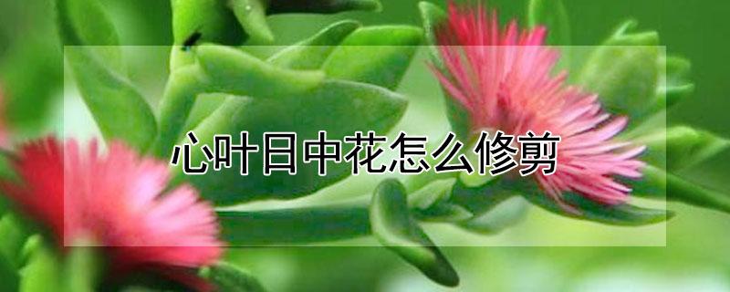 心葉日中花怎麼修剪
