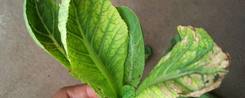 菜葉發黃怎麼補救