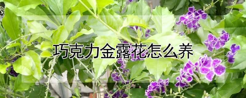 巧克力金露花怎麼養