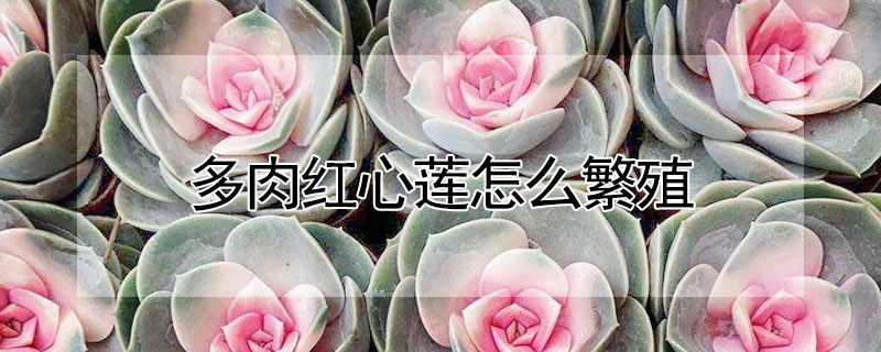 多肉紅心蓮怎麼繁殖