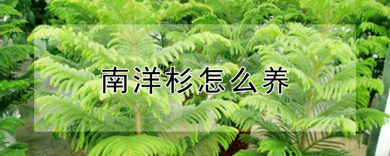 南洋杉怎麼養