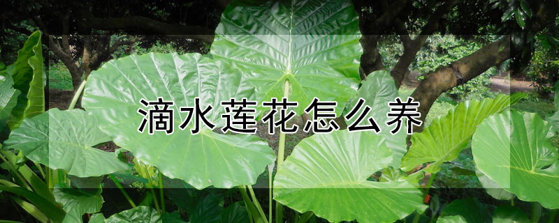 滴水蓮花怎麼養