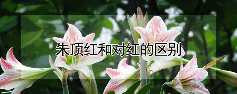 朱頂紅和對紅的區別