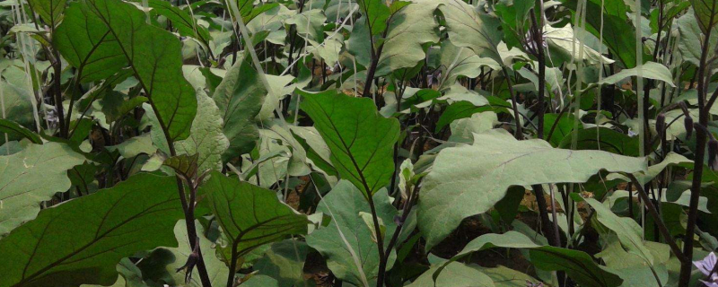 茄子卷葉是什麼原因