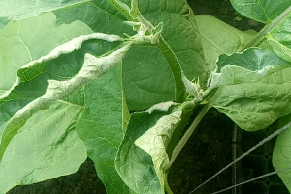 茄子卷葉是什麼原因