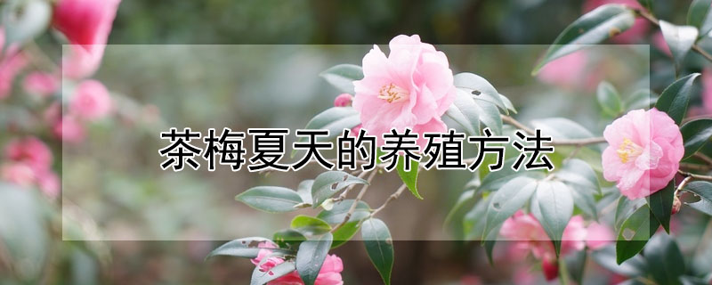茶梅夏天的養殖方法
